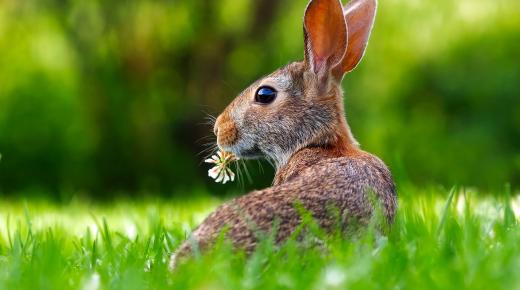 Platzhalter Bild Hase