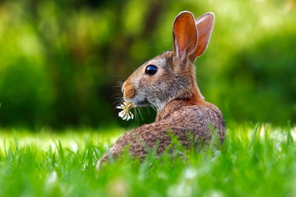 Platzhalter Bild Hase